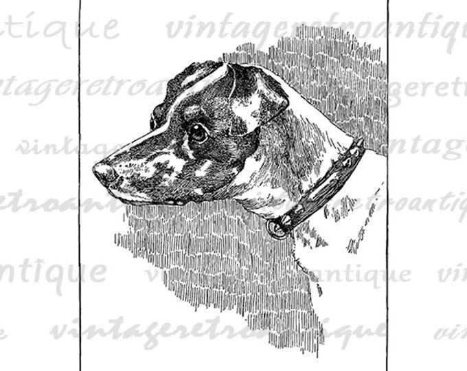 Digital Printable Fox Terrier Dog Graphic Antique Animal Download Image Vintage Clip Art Jpg Png Eps HQ 300dpi No.508