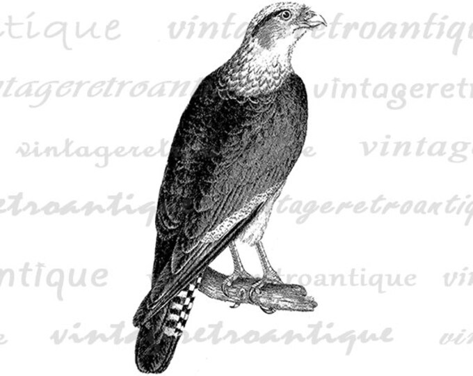 Digital Eagle Image Printable Bird Download Illustration Graphic Vintage Clip Art Jpg Png Eps HQ 300dpi No.948