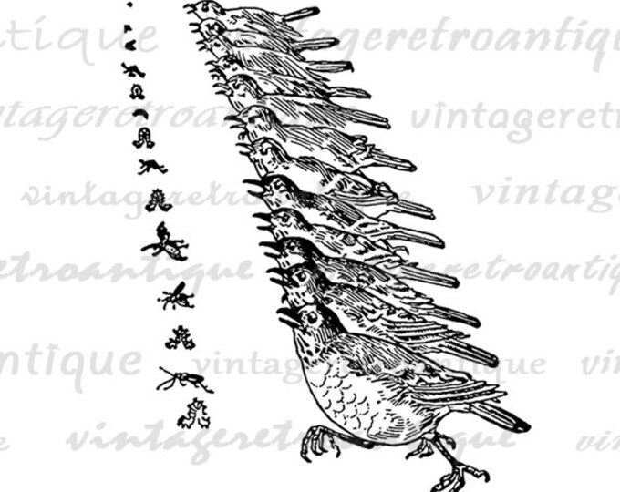 Digital Image Birds Chasing Bugs Graphic Bird Printable Illustration Download Vintage Clip Art Jpg Png Eps HQ 300dpi No.3002