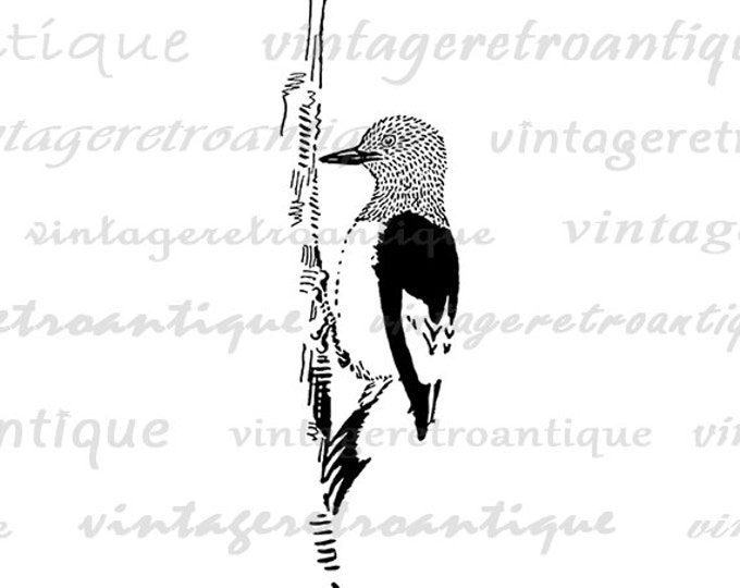 Printable Woodpecker Bird Image Download Antique Digital Graphic Vintage Clip Art for Transfers Printing etc HQ 300dpi No.831