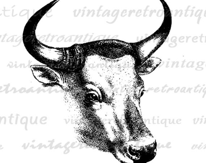 Printable Graphic Western Bull Digital Cow Steer Download Image Antique Clip Art Jpg Png Eps HQ 300dpi No.493