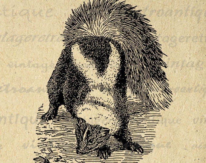 Digital Graphic Antique Skunk Printable Illustration Image Download Vintage Clip Art Jpg Png Eps HQ 300dpi No.3167