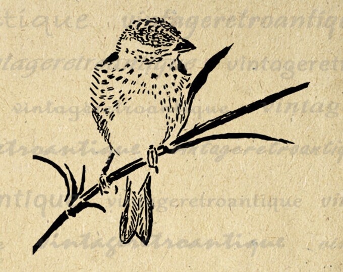 Bird Digital Printable Image Finch Bird Graphic Download Illustration Vintage Clip Art for Transfers Making Prints etc HQ 300dpi No.4625