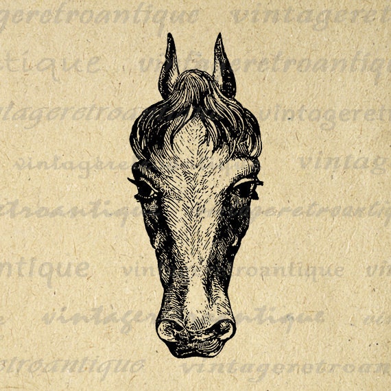 Digital Graphic Horse Head Printable Download Illustrated