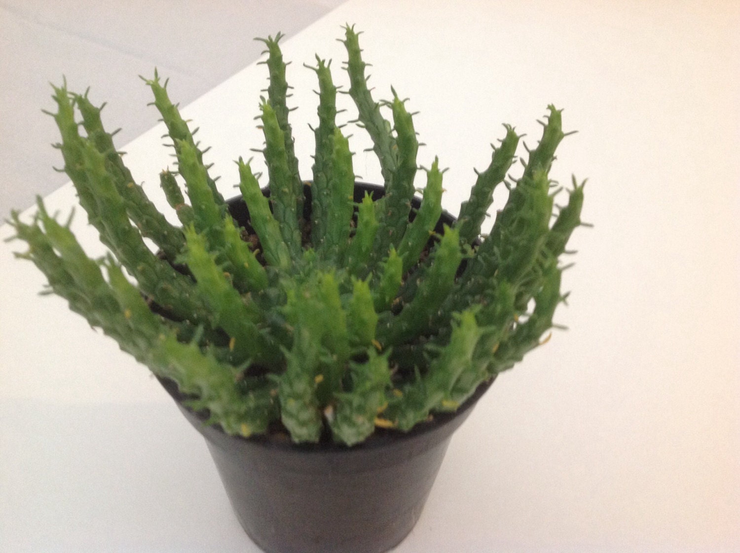 Succulent plant Medusa / Euphorbia Flanaganii.
