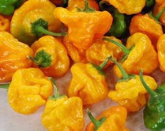 VPPH) SCOTCH BONNET Hot Pepper~Seed!!~~Caribbean Dynamite!