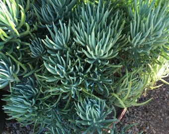 Bush Blue Pickle Senicio vitalis Succulent Plant, Long Multi fingered leaves, grows to approx. 3 feet tall.