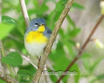 Northern Parula Photo | Warbler Photography | Tropical Theme Art | Bird Watcher Home Office Decor | FeatherWindStudio | Spring Bird Print