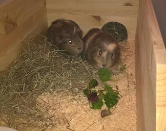 Guinea pig indoor run, perfect for cold nights