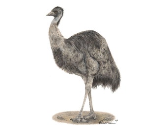 Emu drawing | Etsy