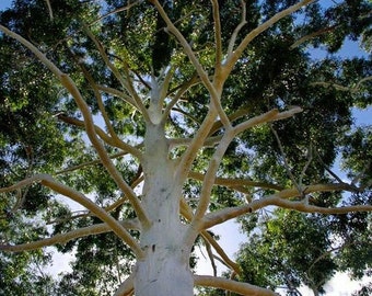 Eucalyptus Rose Gum Tree Seeds (Eucalyptus grandis) 100+Seeds