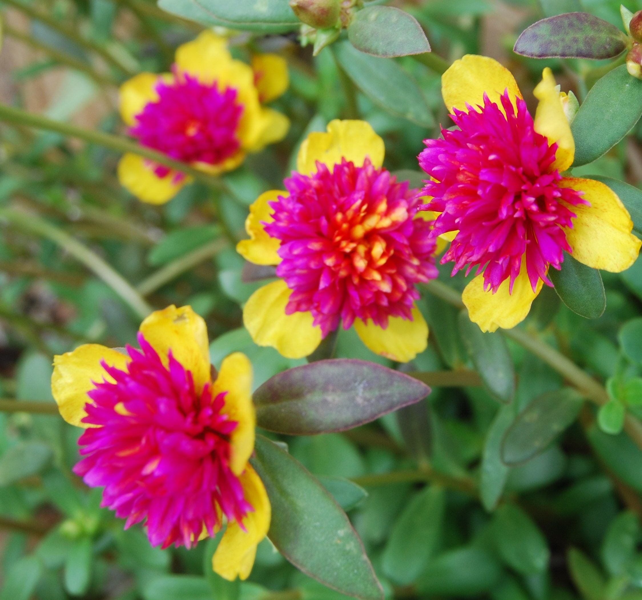 Rare Cinderella Fairy Tale Purslane Beautiful Pink & Yellow