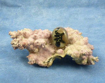 Encapsulated Salamander Specimen Pin, Handmade Biology Jewelry
