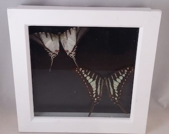 Shadowbox, Butterfly Art, Insect Art, Handmade, Butterflies, Insect, Curiosity, Entomology, Butterfly Shaddowbox, Real Butterfly.