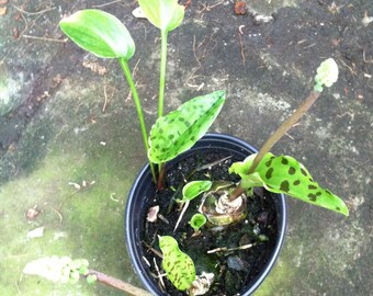 Drimiopsis maculata (Little White Soldiers)-(Mottled-Leaved Mystery Bulb)- live plant