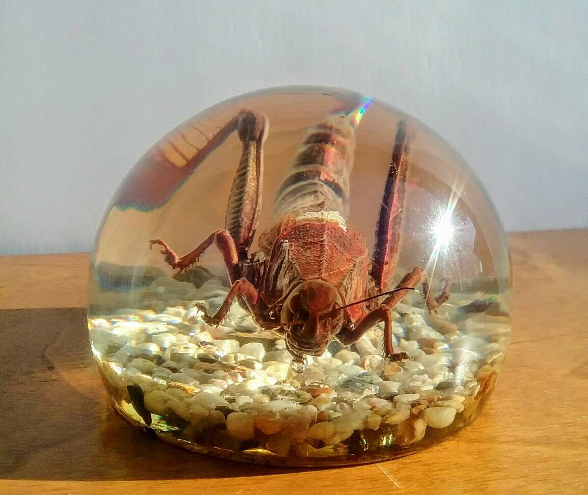 Insect Glass Paperweight Education Specimen of real