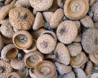 Natural oak acorn caps. Big acorn caps. 50+ pct. Vase filler. Basket filler. Rustic home decor. Thanksgiving decor. Wedding decor.