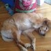 lbark42