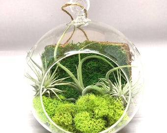 5.5 inch Air Plant Terrarium
