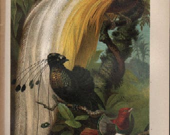 Chromolithograph birds of paradise