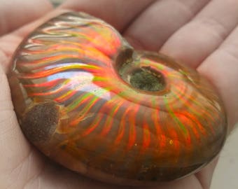Opalized Ammonite 80g RARE Whole Fossil From Madagascar