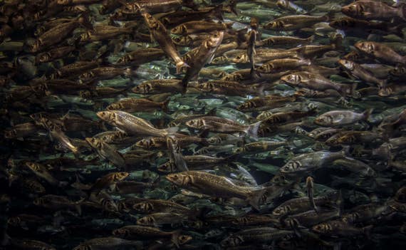 Sea Bass, Sea bass Wall Decor, Fish print, wildlife Photography, Fish photography, Wall Art, Wall Decor, Animal Photography, Sea Bass,