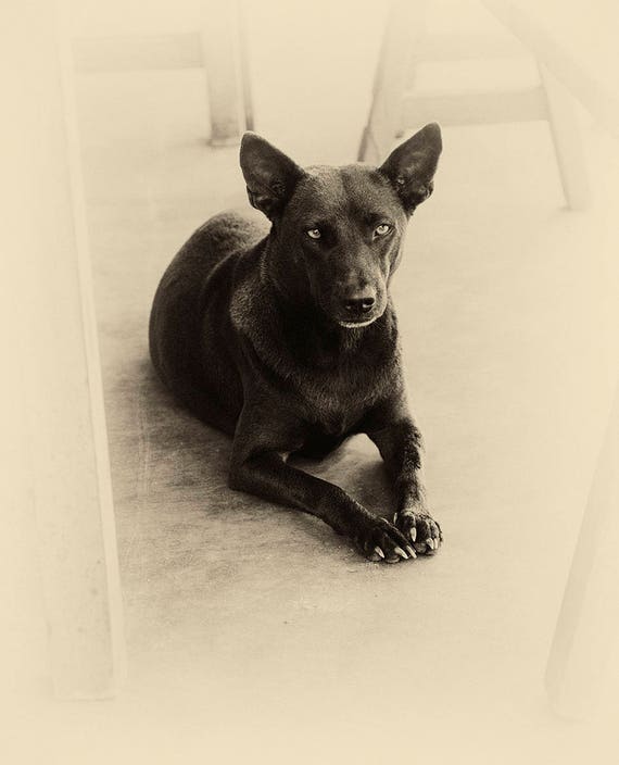 VIETNAM STORIES 2. Dog Photography, Animal Portrait, Vietnam, Sepia Tone Print, Photographic Print, Pet Picture