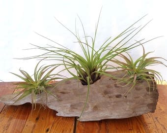 Driftwood with Air Plants , Three Air Plants Tillandsia , Driftwood Centerpiece , Home Decor , Great Office Gift , Coastal Decor