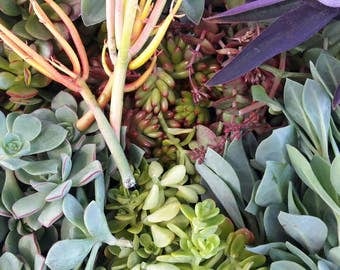 300 Succulent Cuttings