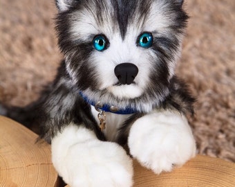 Puppy Haski Dina