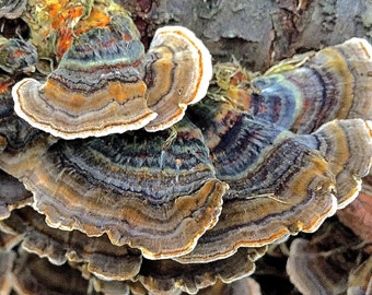 Beautiful flowers and nature postcards/Jolies cartes de fleurs et de la Nature - Trametes versicolor (Champignon de bois - Wood mushroom)