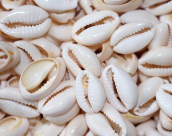 150 Slices Shells Cowries cowry Seashells Cauris Coquillages Kaurimuscheln kauri 20mm 2cm