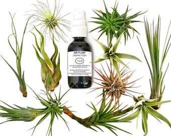 12 pcs Tillandsia Air Plant Lot in Gift BOX! / Kit includes 11 Plants and 1 bottle of Organic Air Plant Fertilizer Food. Indoor Plants