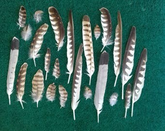 Naturally molt feathers. Cruelty free