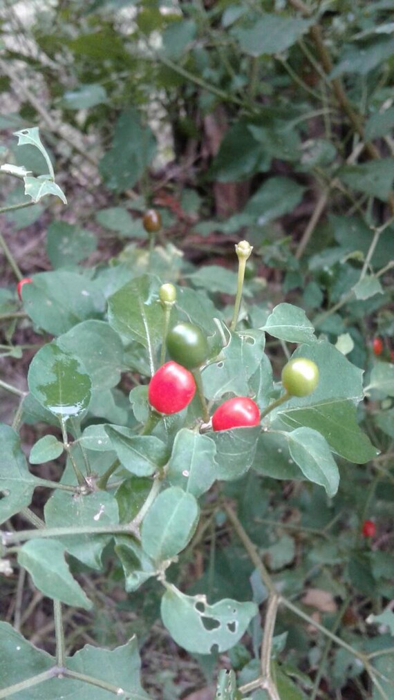 pepper texas bird seeds capsicum annuum glabriusculum pepper texas bird seeds capsicum annuum glabriusculum