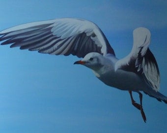Chaika - Black-headed Gull Flying in the blue sky - Oil painting on canvas - Black-headed Gull in flight in sky blue