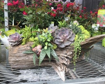 Driftwood succulent piece (cypress tree center cut) succulent floral driftwood