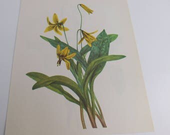Vintage Botanical Print - Yellow Addler's Tongue & Avalanche Lily