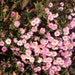 Heather