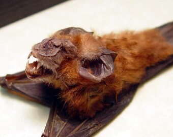 Real Framed Taxidermy Bat-Hipposideros Bicolor Attack Pose B1340