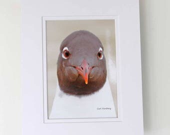 Photograph - 5 x 7 - Black-headded Gul