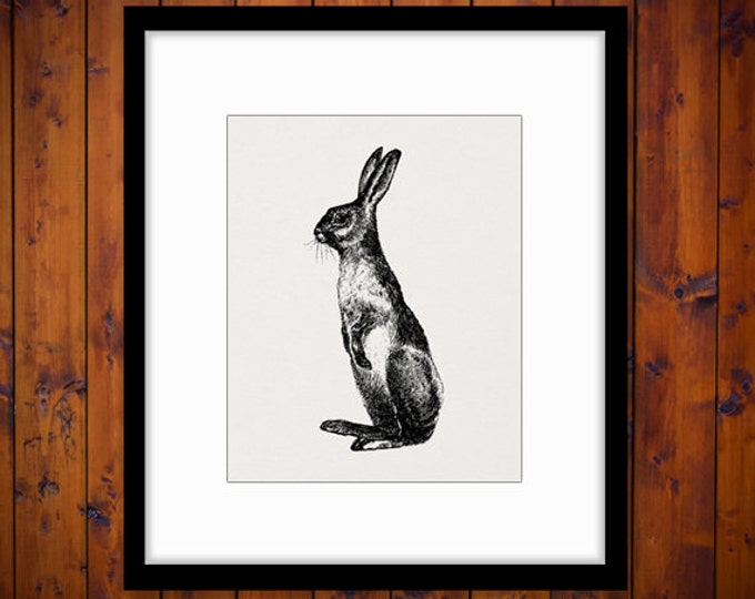 Printable Rabbit Digital Image Digital Rabbit Art Bunny Vintage Antique Clipart Download Illustration Graphic Jpg Png Eps HQ 300dpi No.1378