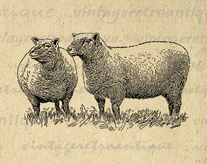 Digital Printable Two Southdown Sheep Graphic Illustration Image Download Vintage Clip Art Jpg Png Eps HQ 300dpi No.3159