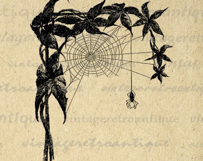 Printable Digital Spider Web and Spider Graphic Image Download Antique Clip Art Jpg Png Eps HQ 300dpi No.3359