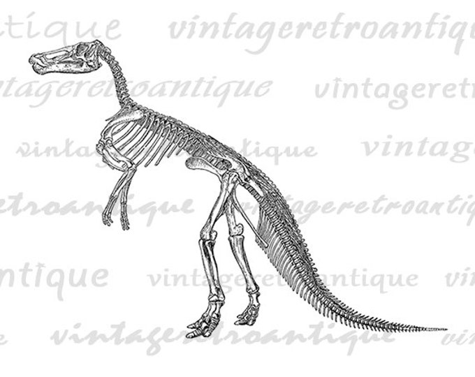 Printable Image Dinosaur Skeleton Digital Graphic Download Artwork Vintage Clip Art Jpg Png Eps HQ 300dpi No.2088