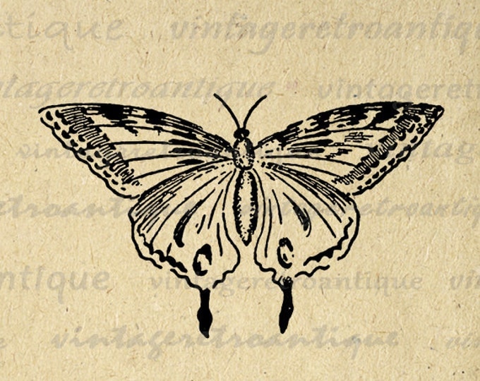 Printable Digital Butterfly Image Download Graphic Illustration Antique Clip Art Jpg Png Eps HQ 300dpi No.2483