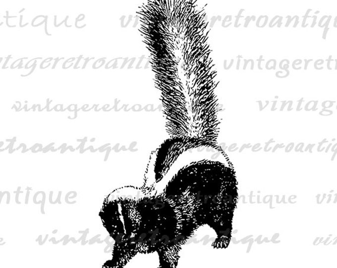 Skunk Graphic Image Printable Digital Illustration Download Vintage Clip Art for Transfers Making Prints etc HQ 300dpi No.3472