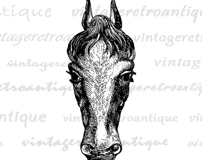 Digital Graphic Horse Head Printable Download Illustrated Image Artwork Vintage Clip Art Jpg Png Eps HQ 300dpi No.2296