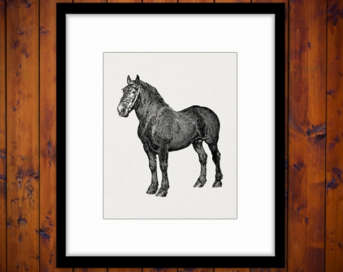 Printable Black Stallion Digital Download Horse Graphic Illustration Image Vintage Clip Art Jpg Png Eps HQ 300dpi No.3088