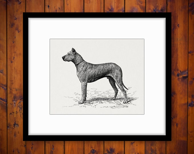 Printable Antique Dog Graphic Download Digital Image Illustration Vintage Clip Art Jpg Png Eps HQ 300dpi No.4163